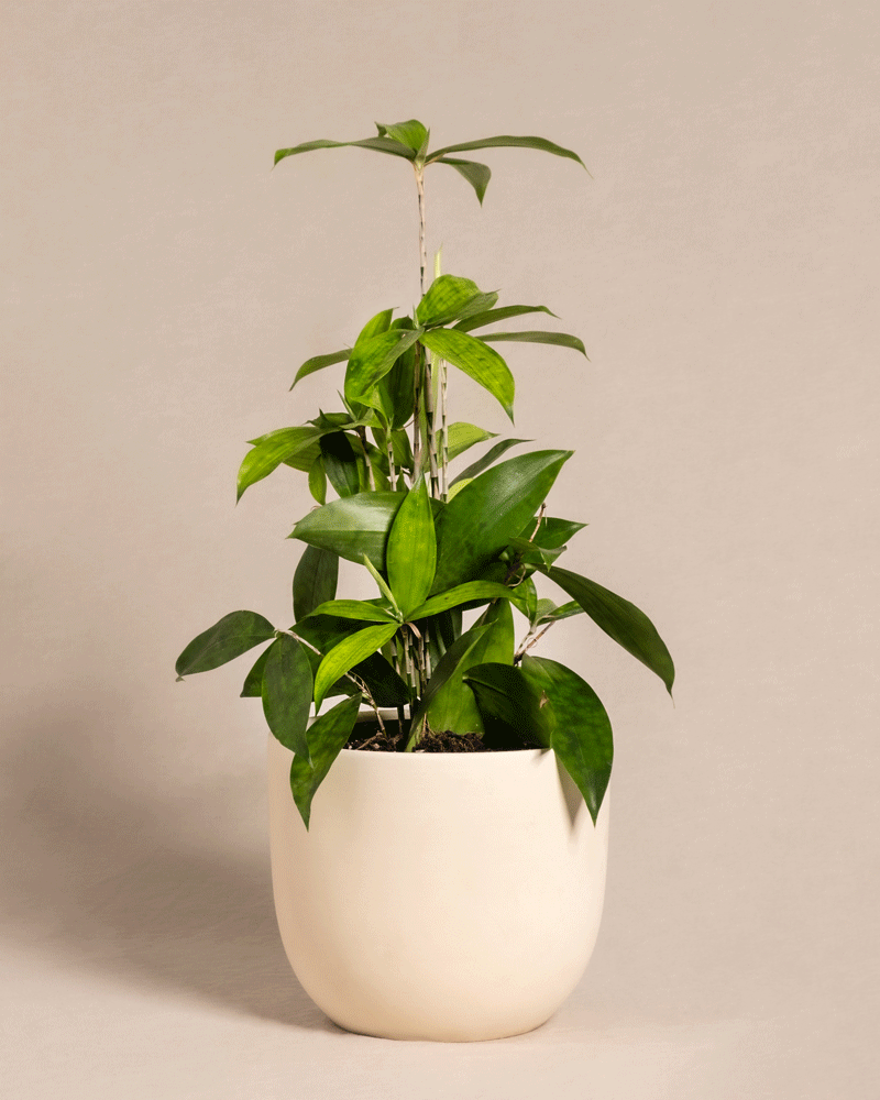 feey-bambus-drachenbaum-dracaena-surculosa-klein image 5