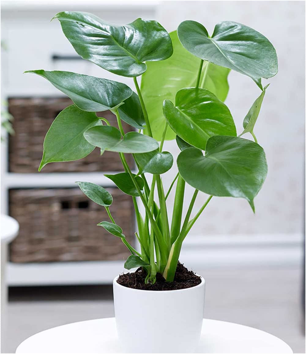 baldur-garten-monstera-deliciosa-fensterblatt-12-cm-topf image 2