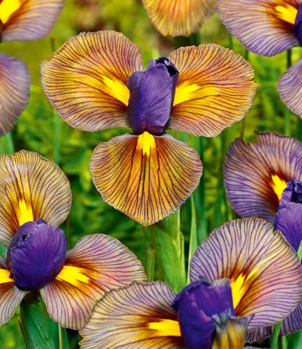 baldur-garten-12x-iris-eye-of-the-tiger-blumenzwiebeln-gr-e-i image 6
