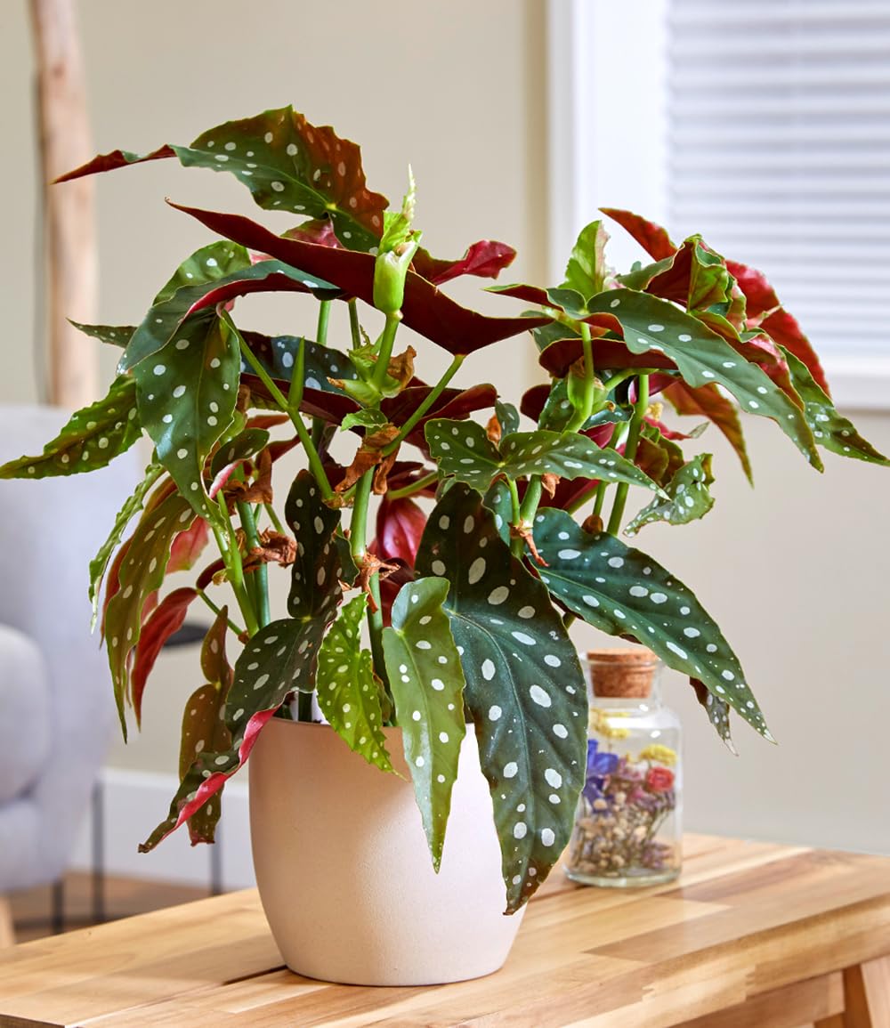 baldur-garten-forellenbegonie-maculata-gro-14-cm-topf-ca-30-cm image 2