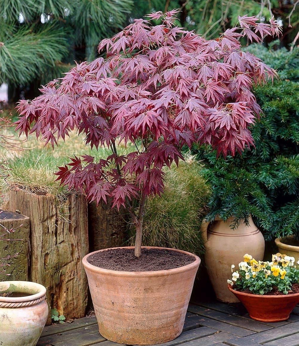 baldur-garten-japanischer-ahorn-burgund-im-12-cm-topf image 3