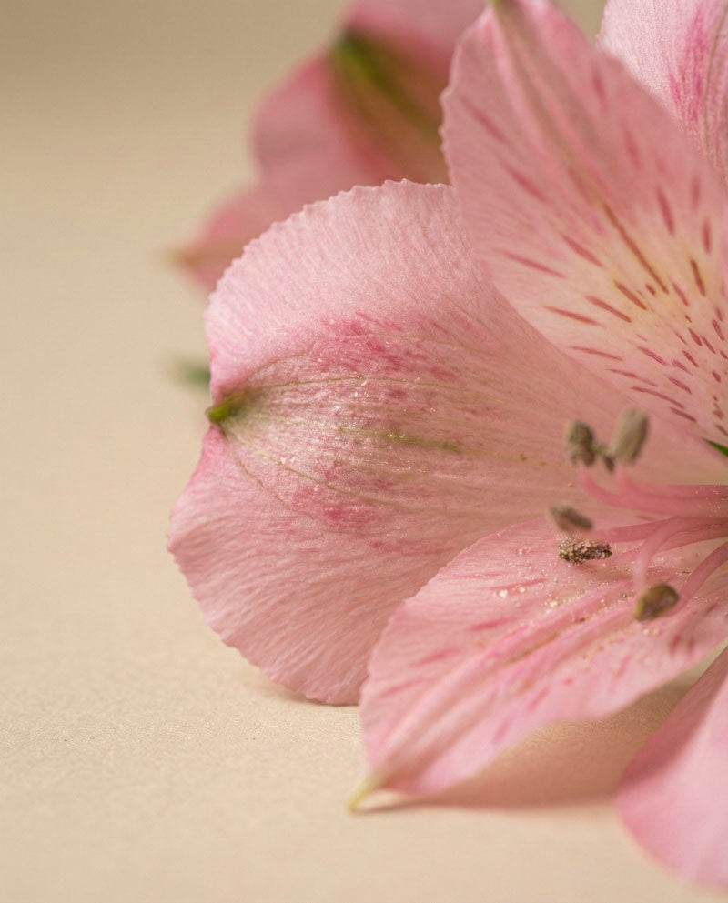 feey-alstroemeria-rosa-schnittblumen image 7