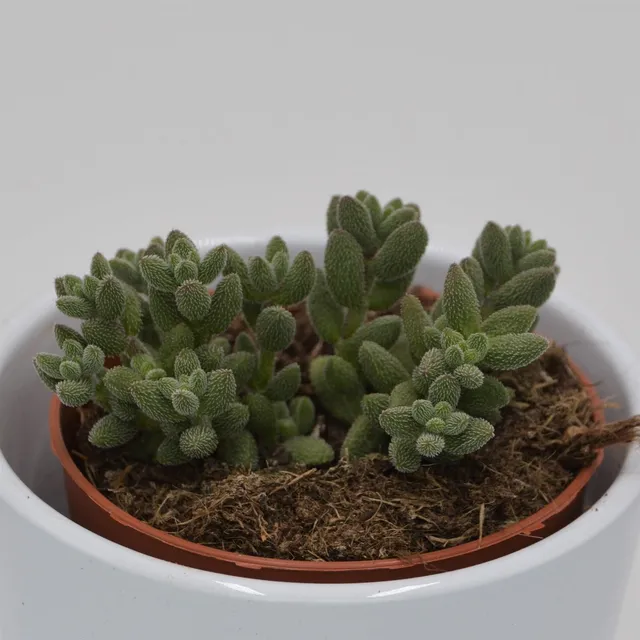 pasiora-crassula-mesembryanthemoides-subsp-hispida-sukkulente-8-5cm image 1