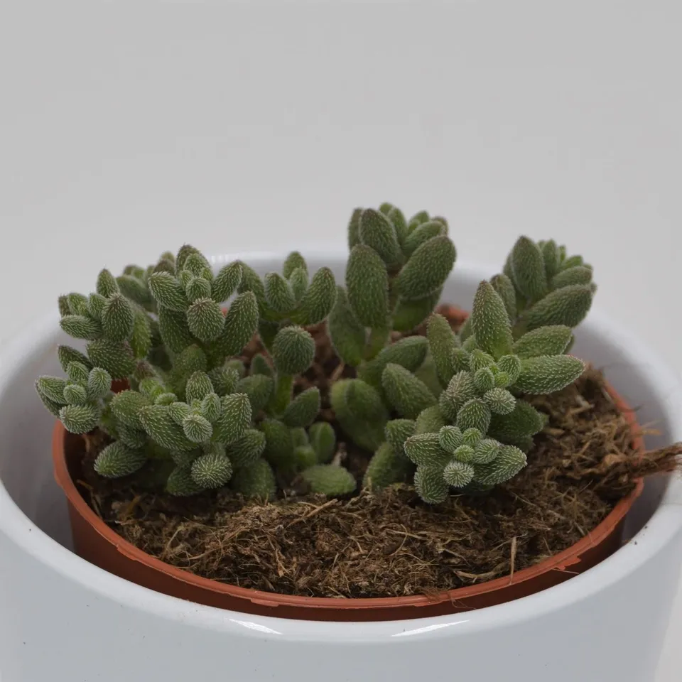 pasiora-crassula-mesembryanthemoides-subsp-hispida-sukkulente-8-5cm image 1