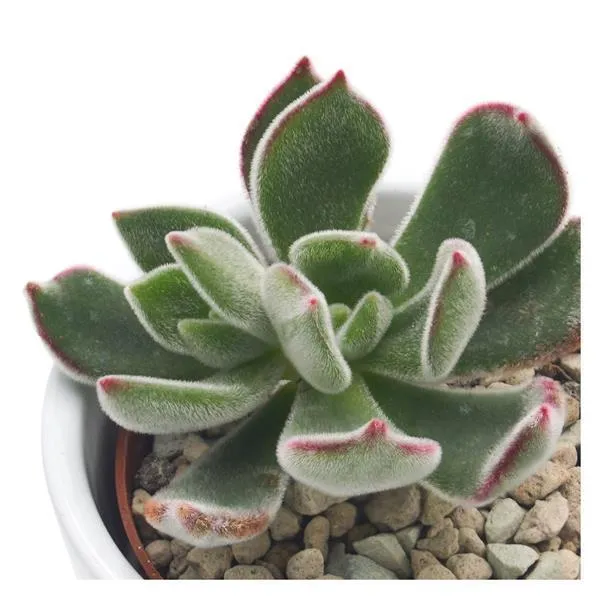 pasiora-echeveria-pulvinata-ruby-blush-sukkulente-6-cm-topf image 1