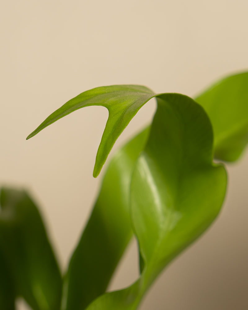 feey-kleiner-nestfarn-asplenium-nidus-zimmerpflanze image 2