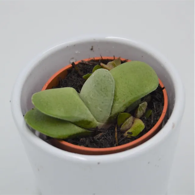 pasiora-gasteria-glomerata-sukkulente-5-5cm-miniatur image 1