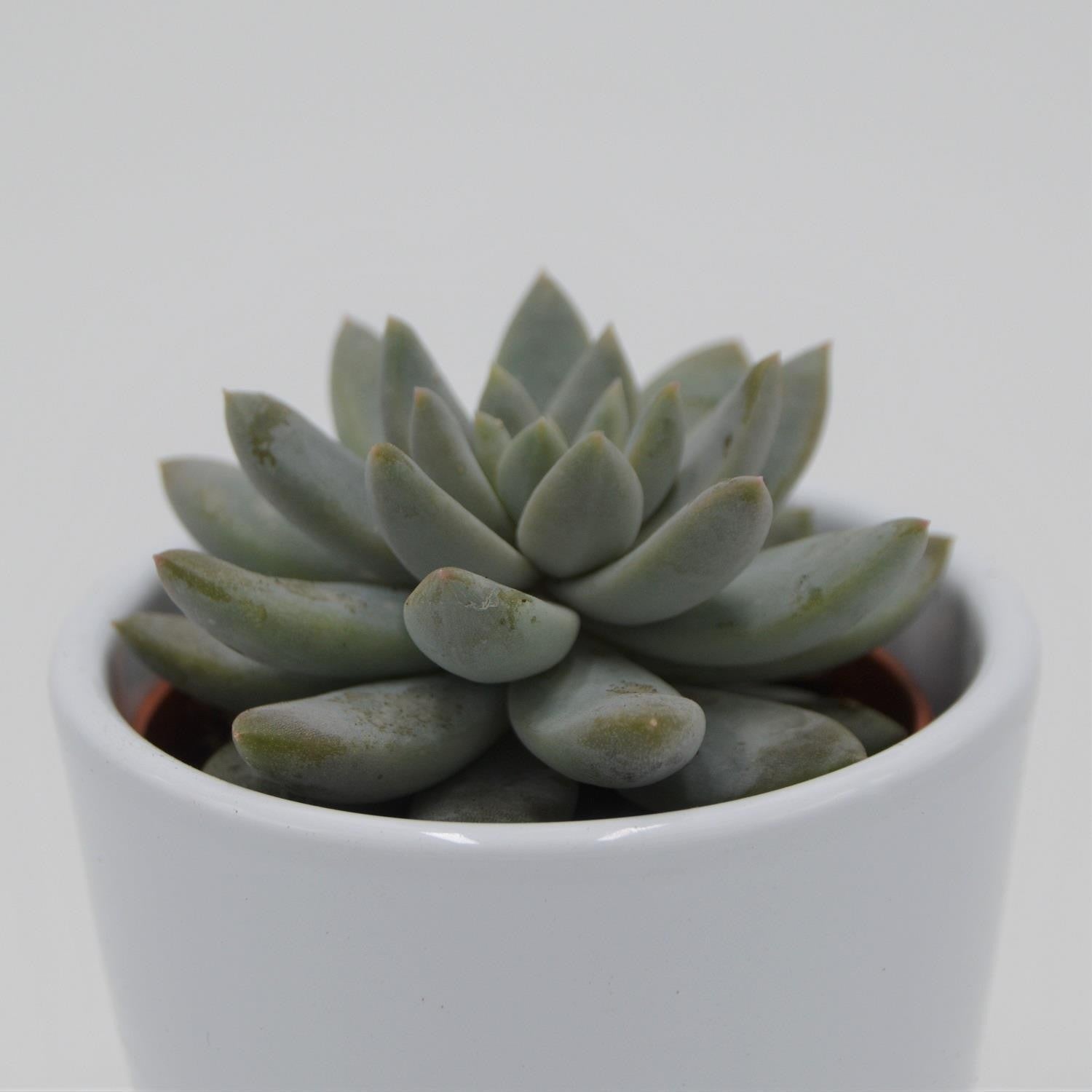 pasiora-echeveria-estrela-sukkulente-6cm-topf image 2