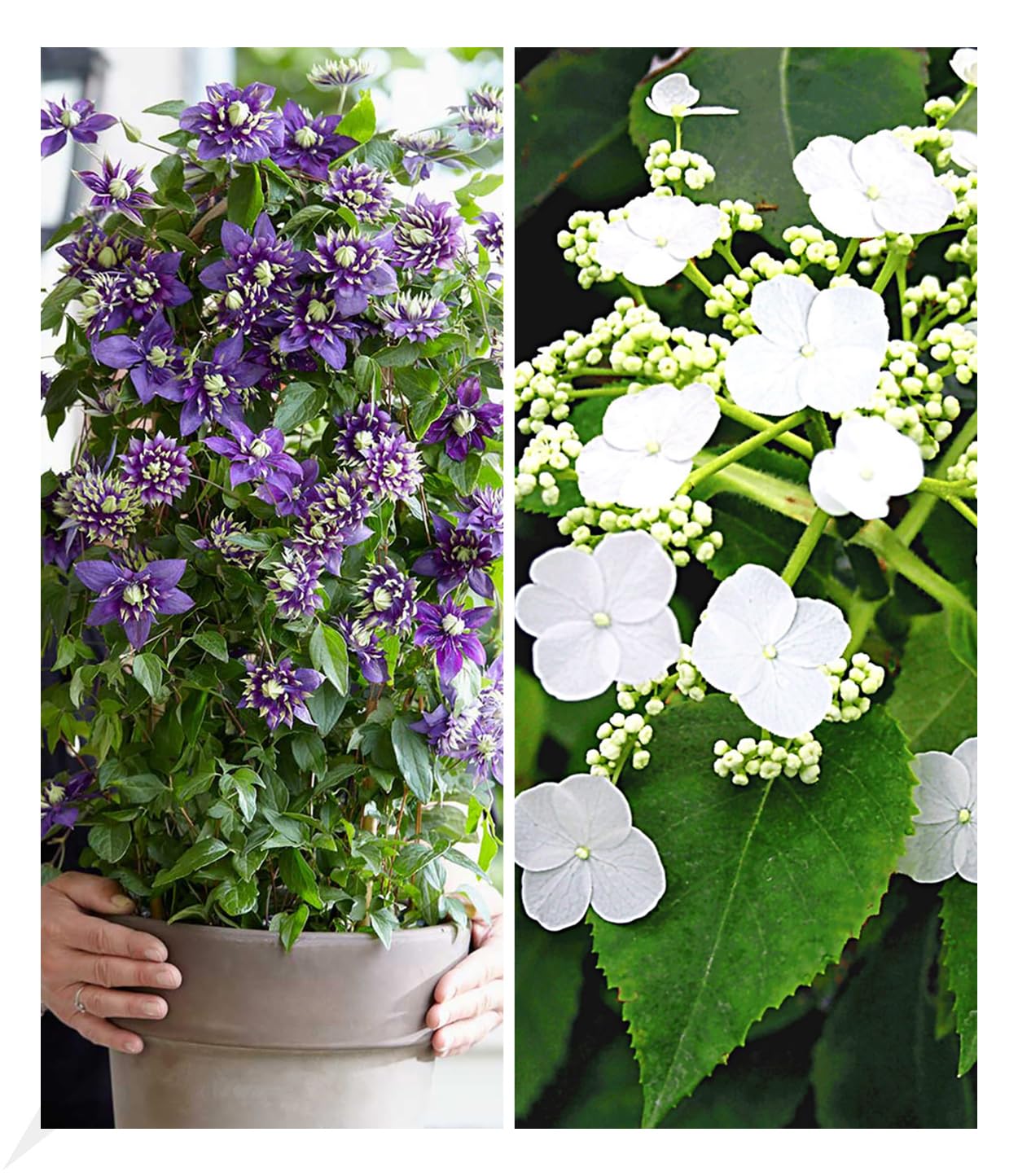 baldur-garten-blaue-clematis-the-president-waldrebe-im-9x9-cm-topf image 7