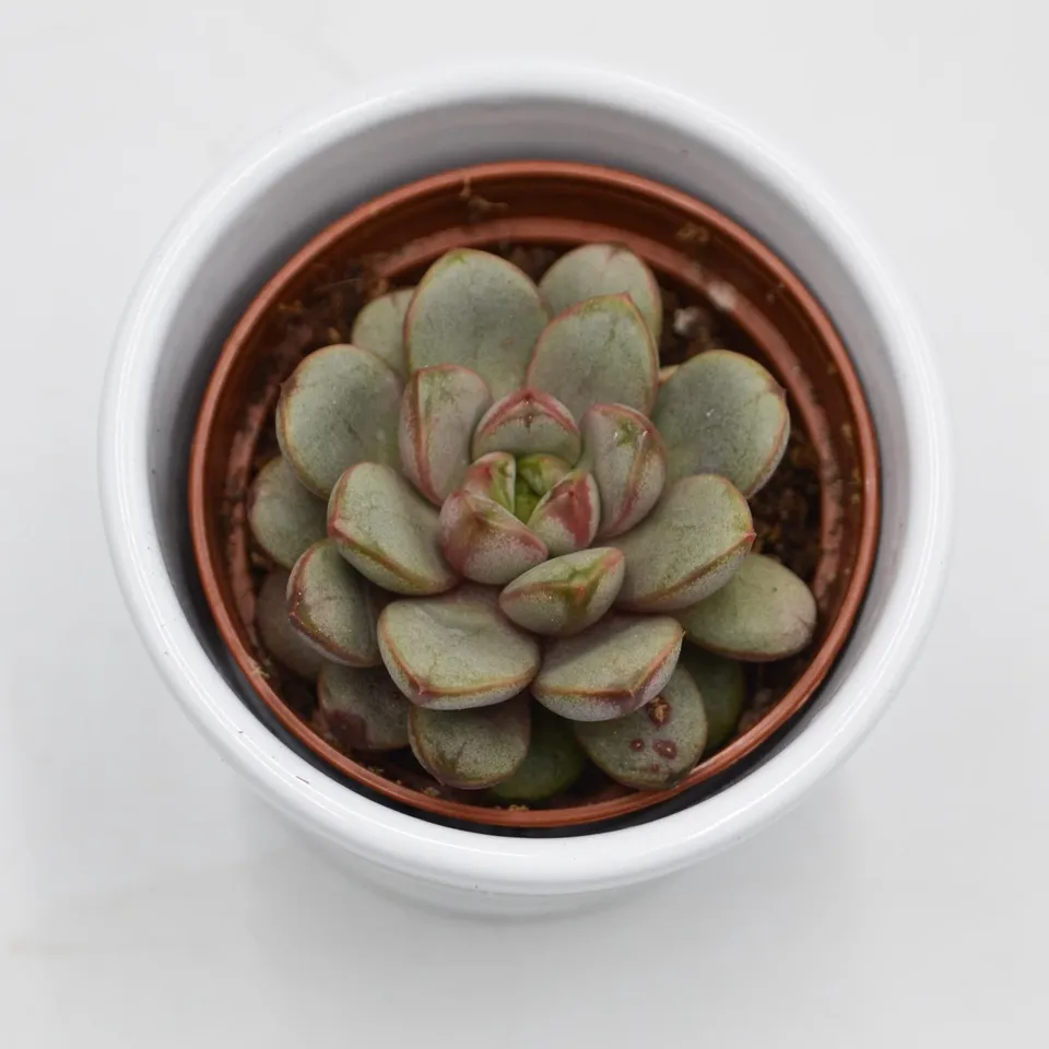 pasiora-x-graptoveria-amethorum-sukkulente-6cm-topf image 1