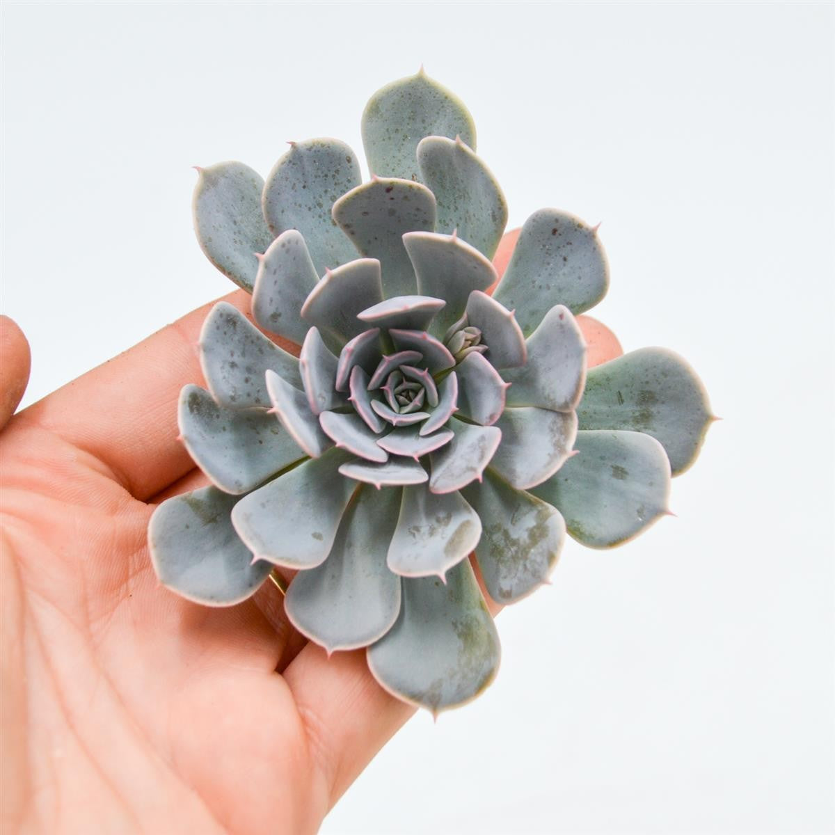pasiora-echeveria-wavellite-sukkulenten-steckling image 1