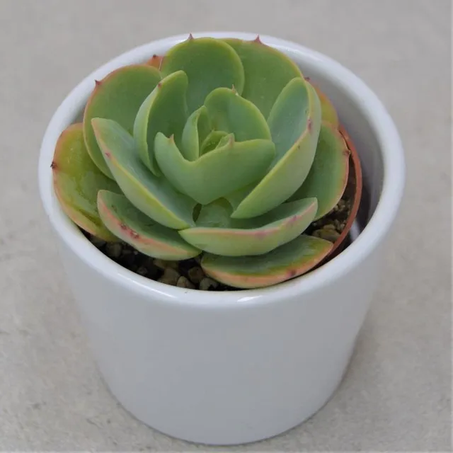 pasiora-echeveria-green-spoon-sukkulente-6-cm-topf image 1