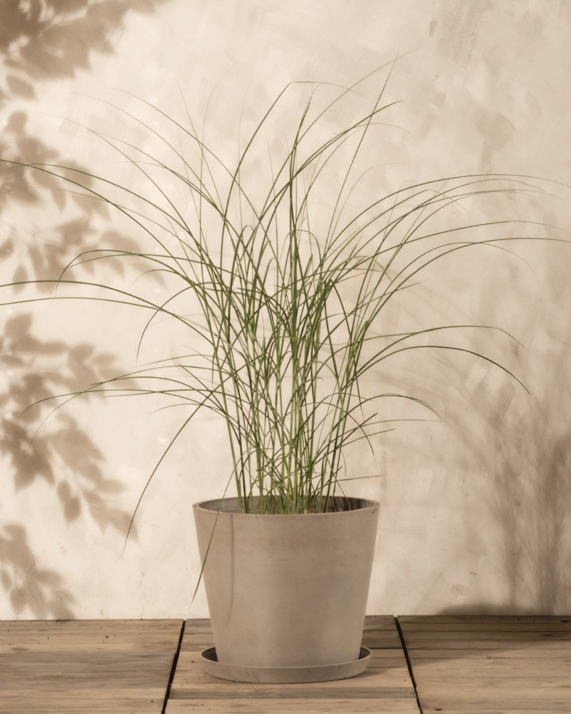 feey-miscanthus-sinensis-gracillimus-eulaliagras-au-enpflanze image 4