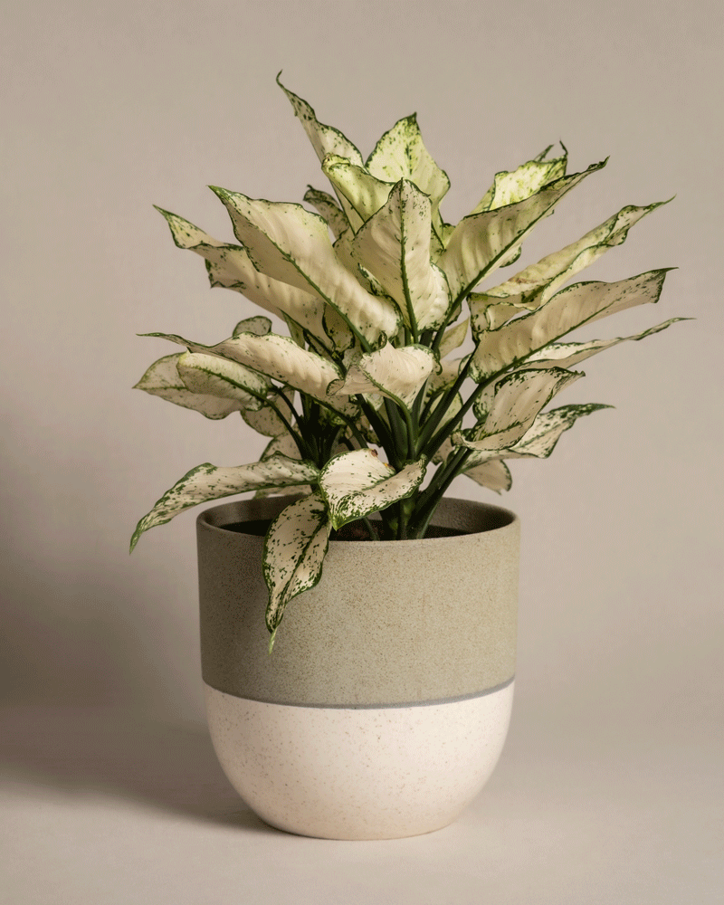 feey-grosse-aglaonema-kiwi-kolbenfaden-zimmerpflanze image 5