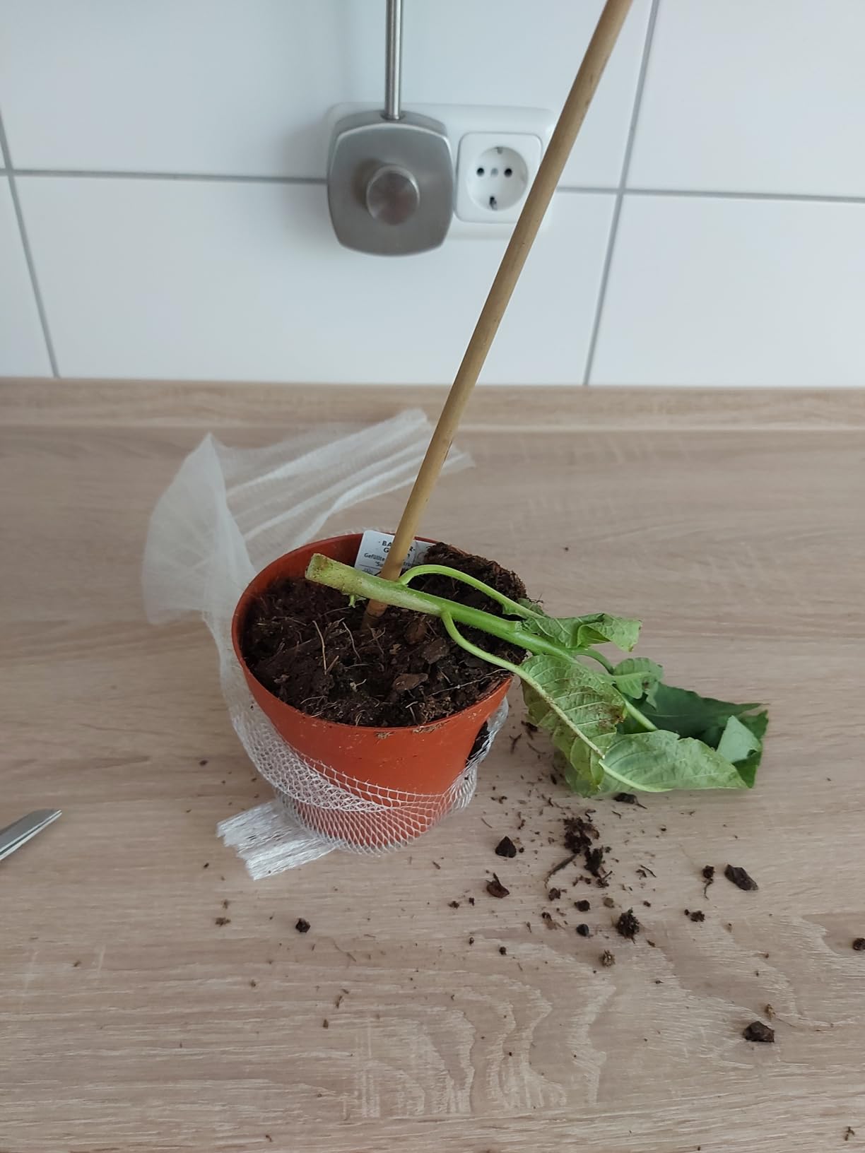 Wunderschöne gefüllte Blüten