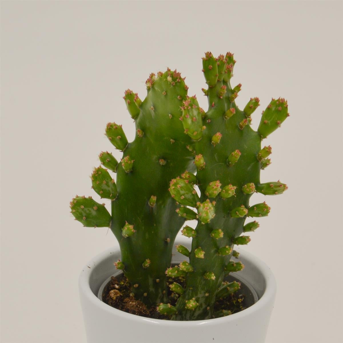 pasiora-opuntia-rufida-mini-kaktus-6-cm-topf image 2
