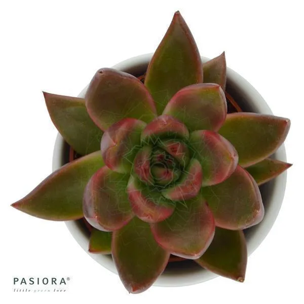 pasiora-echeveria-agavoides-mars-sukkulente-6cm-topf image 1