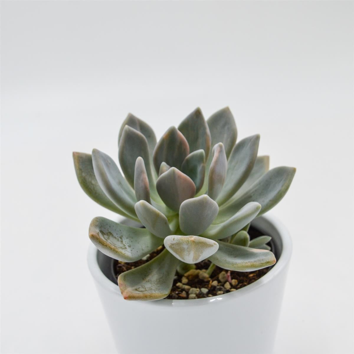 pasiora-x-graptoveria-pachyphytoides-variegata-9cm image 1