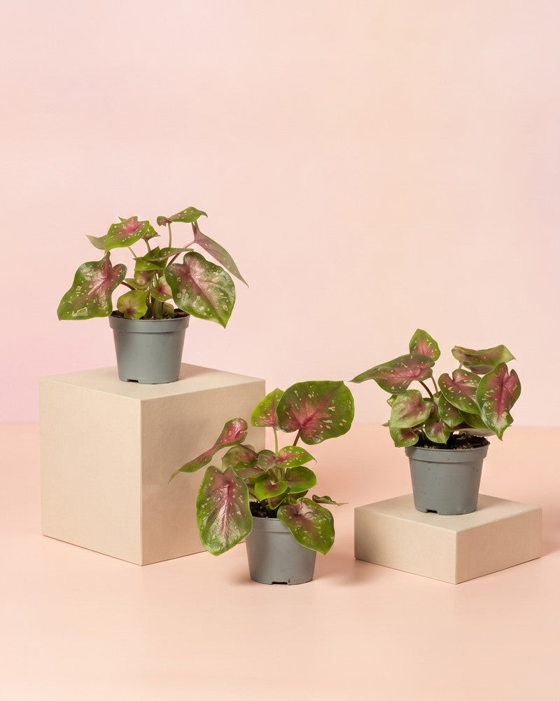 feey-baby-caladium-casey-3er-set-zimmerpflanze image 3
