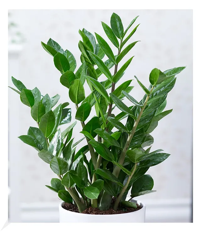 baldur-garten-zamioculcas-gl-cksfeder-pflanze-im-12-cm-topf image 1