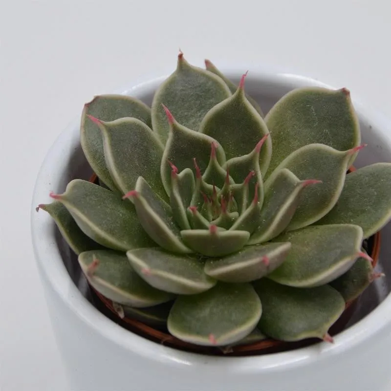 pasiora-graptopetalum-canopus-sukkulente-5-5cm-topf image 1