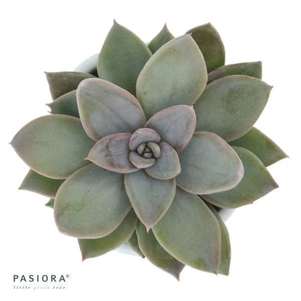 pasiora-echeveria-silver-queen-sukkulente-6-cm-topf image 1