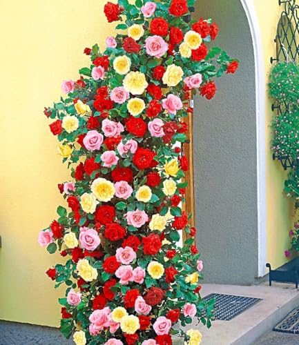 baldur-garten-kletterrosen-trio-rot-rosa-gelb-3x-im-11x11-cm-topf image 3