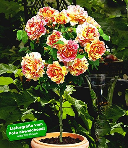 baldur-garten-rosen-stamm-claude-monet-wurzelnackt image 3