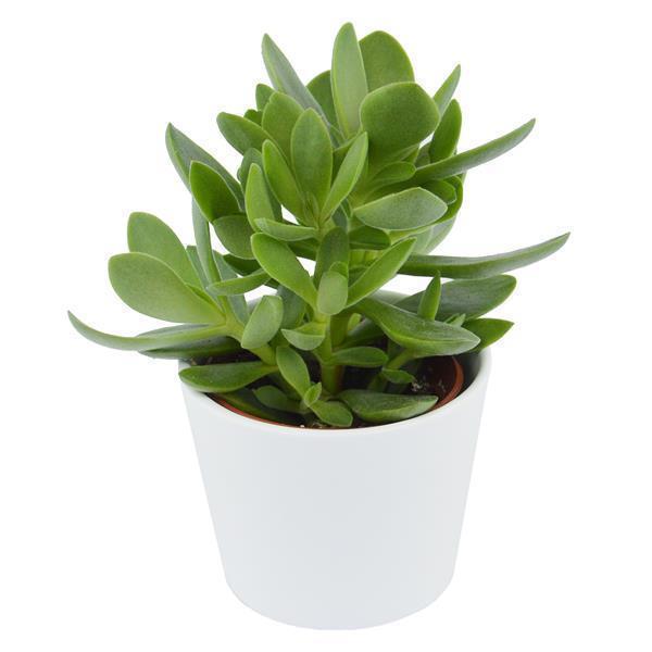 pasiora-crassula-ovata-money-maker-geldbaum-6cm image 2