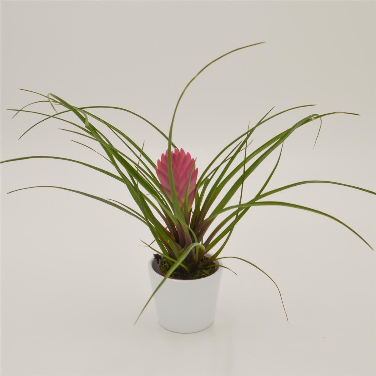 pasiora-tillandsia-cyanea-tillandsie-6-cm image 2