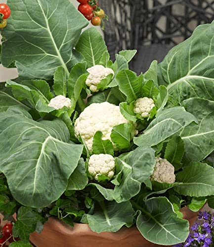 baldur-garten-multi-pfl-ck-blumenkohl-multi-head-f1-3-pflanzen image 6