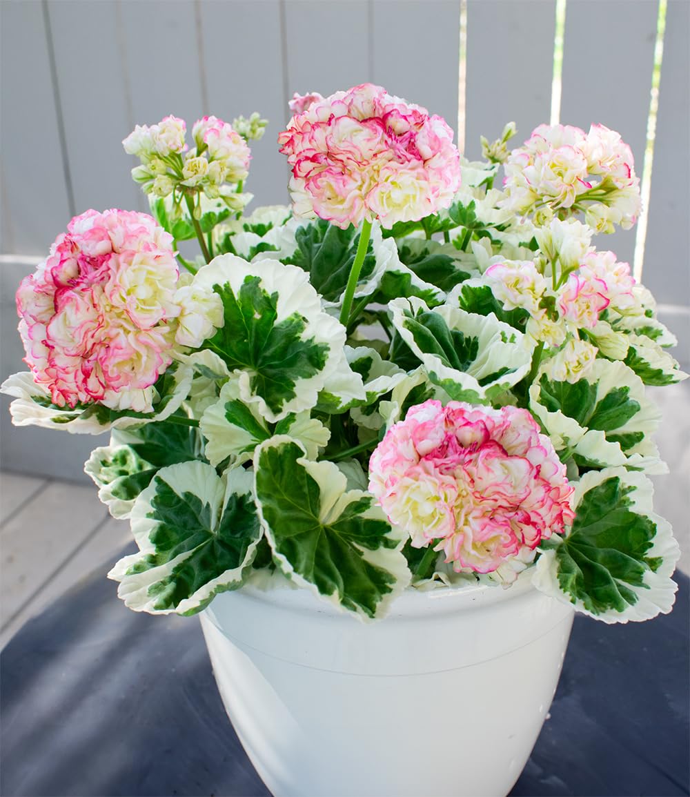 baldur-garten-geranie-strawberry-blossom-pflanze-im-12-cm-topf-wei-gr-nes-laub image 2