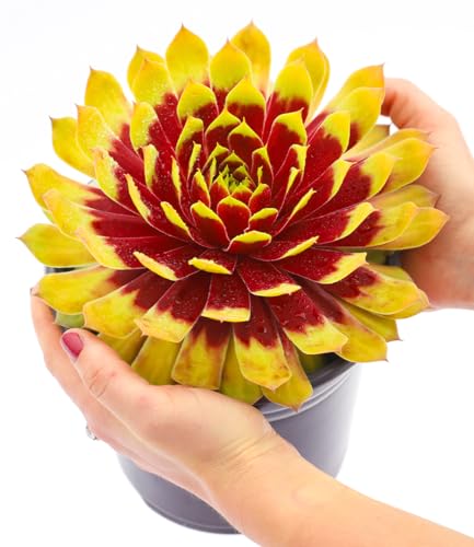 baldur-garten-sempervivum-giants-gold-mine-sukkulente-im-9x9-cm-topf image 5