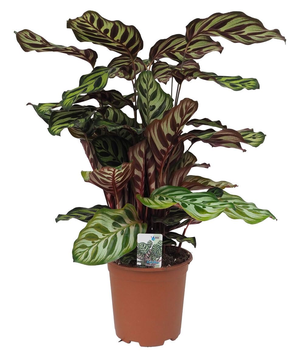 baldur-garten-korbmarante-calathea-makoyana-19-cm-topf image 2