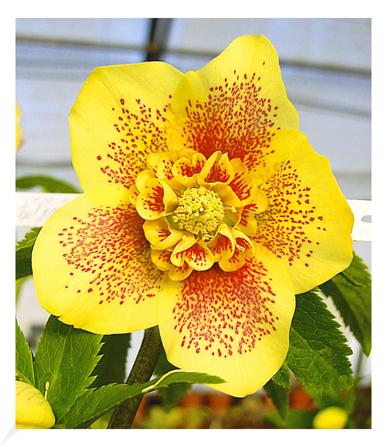 baldur-garten-christrose-hantay-1x-pflanze-im-9x9-cm-topf image 1
