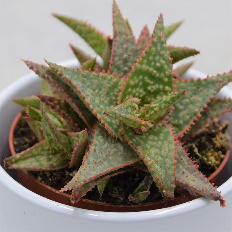 pasiora-aloe-red-shade-sukkulente-8-5cm image 1