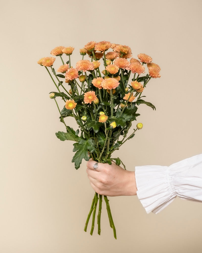 feey-chrysanthemen-pfirsich-blumen image 4