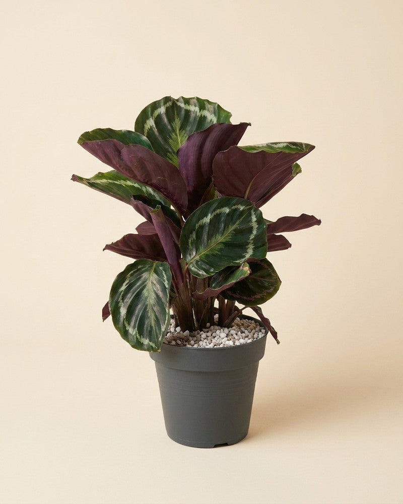 feey-calathea-roseopicta-korbmarante-neuheit image 3