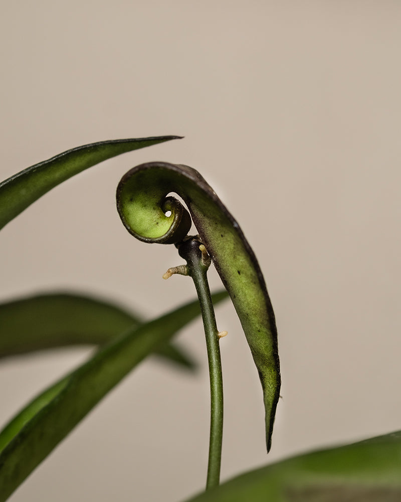 feey-hoya-wayetii-porzellanblume-zimmerpflanze-13-cm-topf image 2
