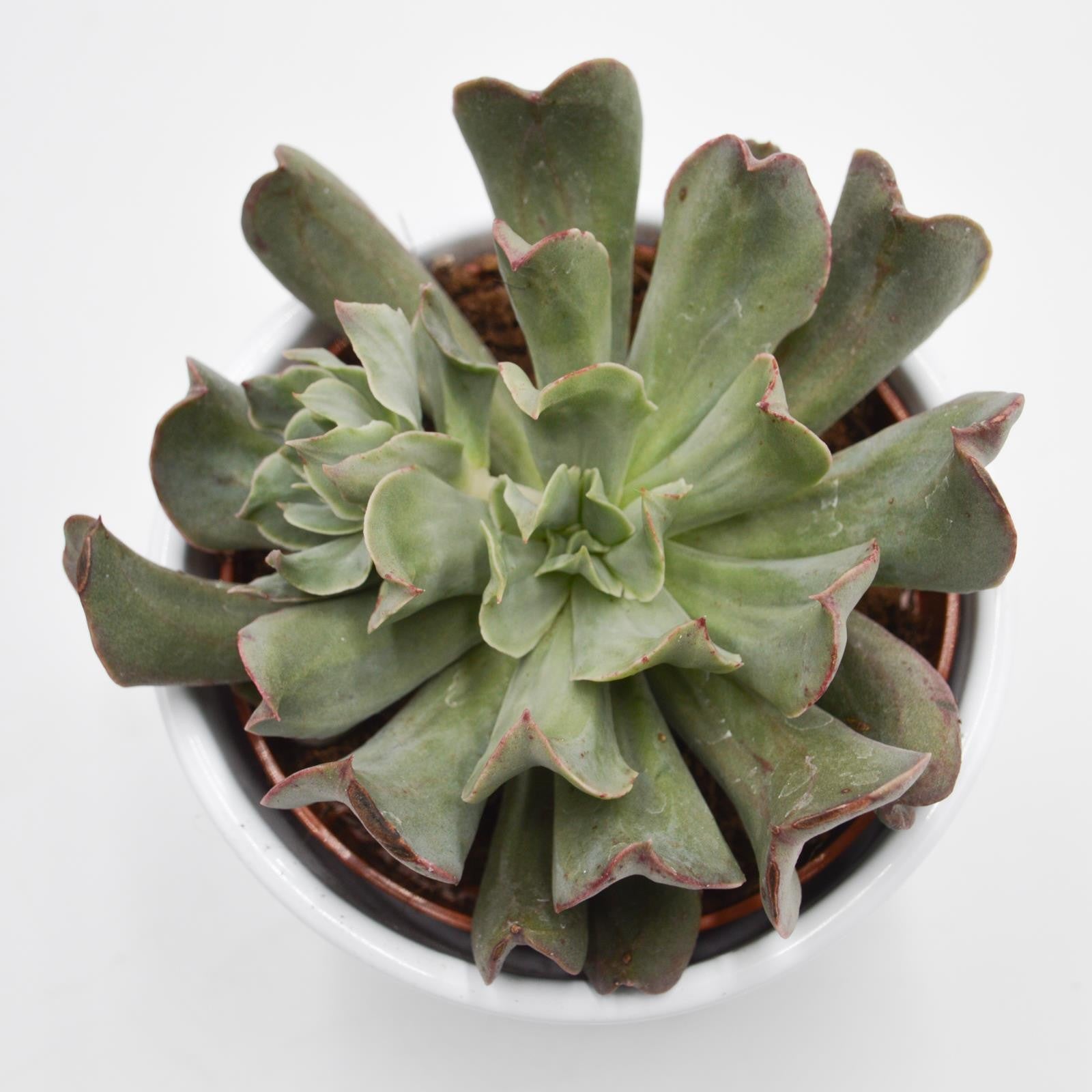 pasiora-echeveria-diablo-strength-sukkulente-im-10-5cm-topf image 1