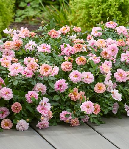 baldur-garten-rose-amirose-zwergrose-im-14-cm-topf image 6