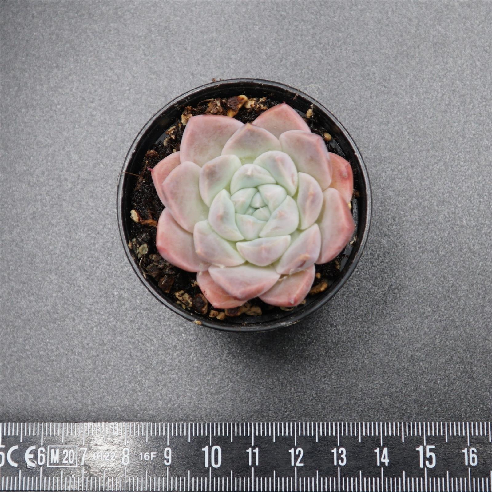 pasiora-echeveria-alba-beauty-rarit-t-einzelst-ck-indoor image 1