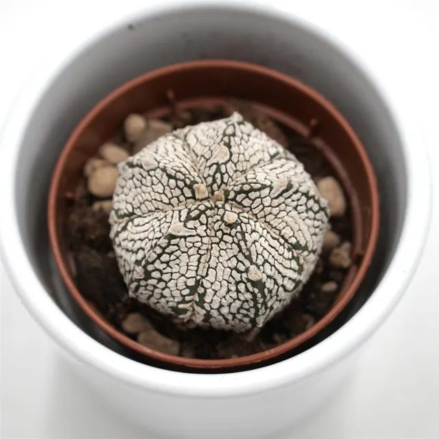 pasiora-astrophytum-asterias-super-kabuto-kaktus-5-5cm image 1