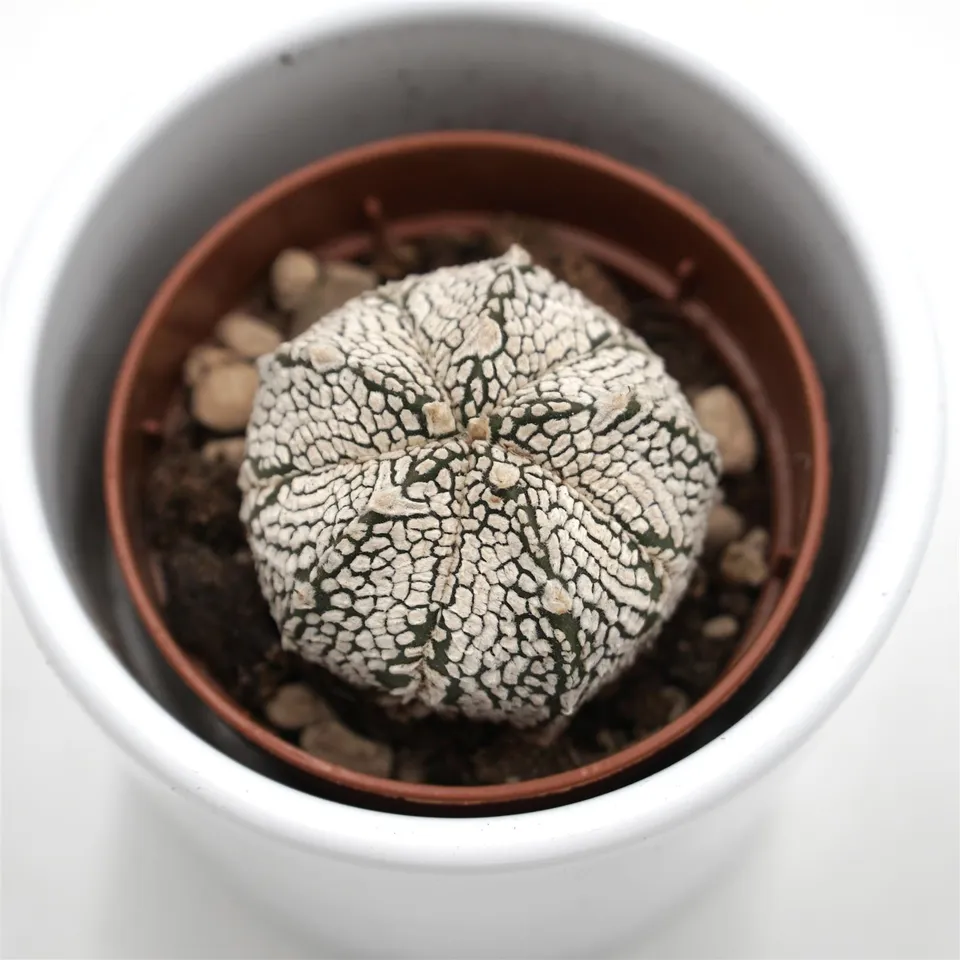 pasiora-astrophytum-asterias-super-kabuto-kaktus-5-5cm image 1
