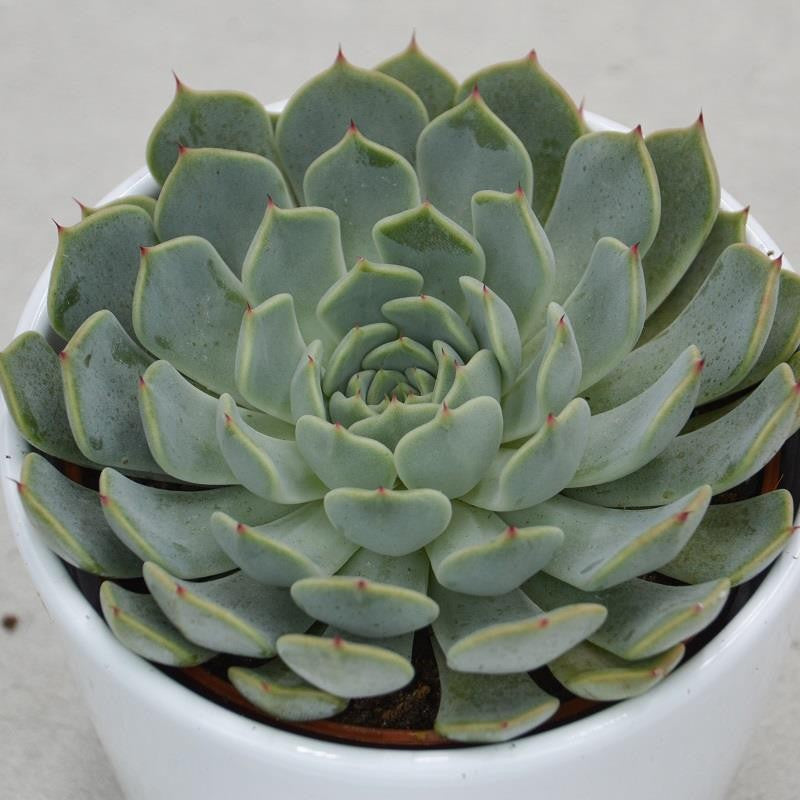pasiora-echeveria-texensis-sukkulente-im-10-5cm-topf image 2