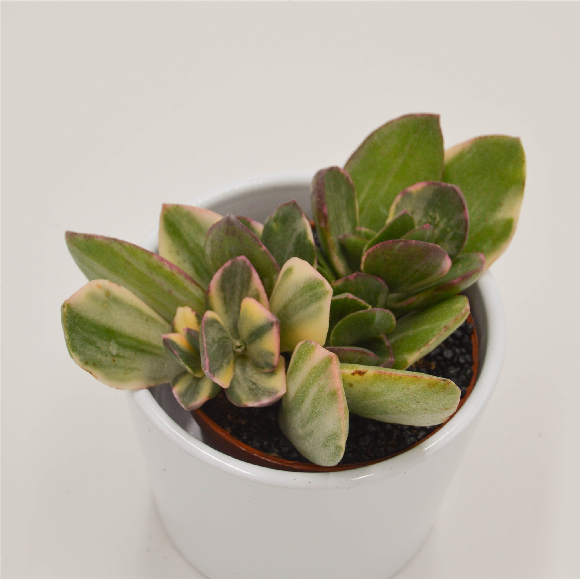 pasiora-crassula-ovata-f-variegata-8-5cm image 3