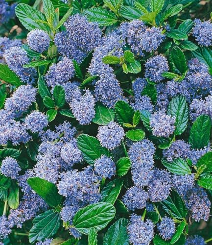 baldur-garten-s-ckelblume-blauer-ceanothus-pflanze-im-13-cm-topf image 2