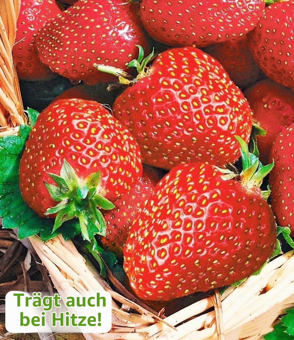 baldur-garten-immertragende-erdbeere-seascape-8-pflanzen-5-6-cm-topf image 2