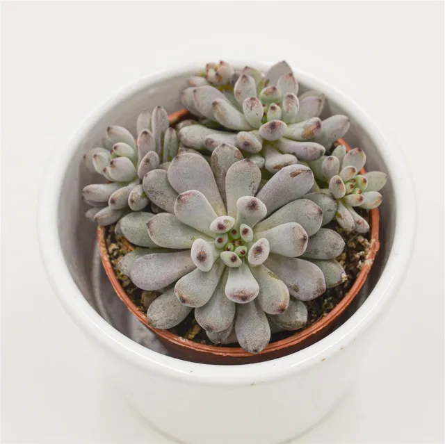 pasiora-graptopetalum-blue-beans-sukkulente-5-5cm-topf image 1