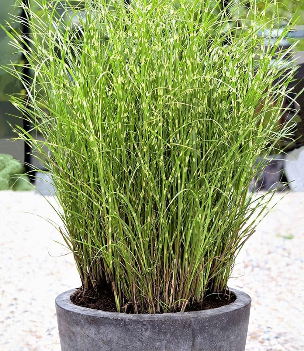 baldur-garten-chinaschilf-zebragras-miscanthus-sinensis-zebrinus-9x9-cm-topf image 2